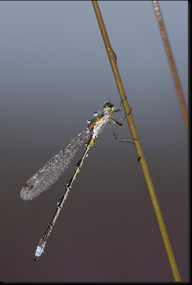 Bruine winterjuffer