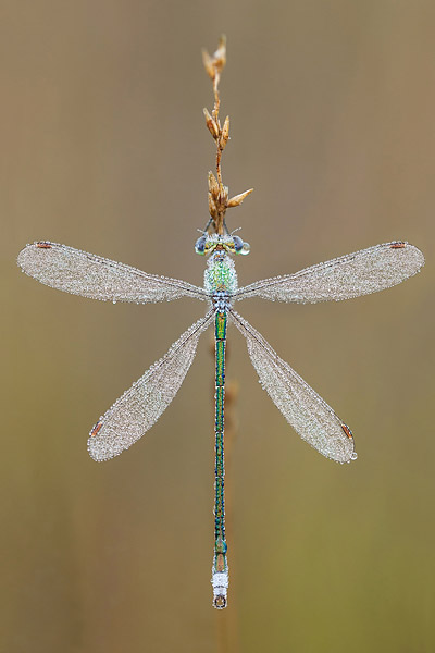 Tengere pantserjuffer (Lestes virens) in bloeiende heide