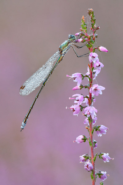 Tangere pantserjuffer in bloeiende heide