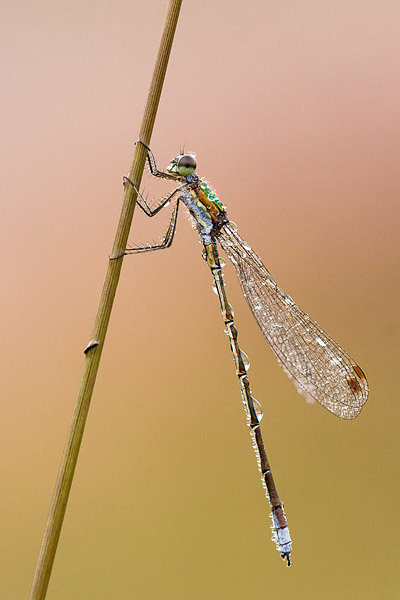 Tengere pantserjuffer (Lestes virens) onder de dauw