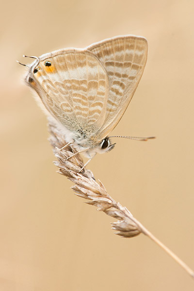 Tijgerblauwtje (Lampides boeticus) op gras