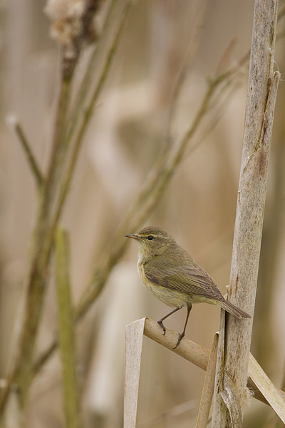 Tjiftjaf (Phylloscopus collybita) in zijn natuurlijke omgeving