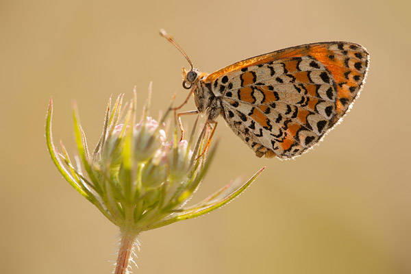 Toortsparelmoervlinder (Melitaea trivia) 