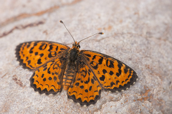 Toortsparelmoervlinder (Melitaea trivia) 