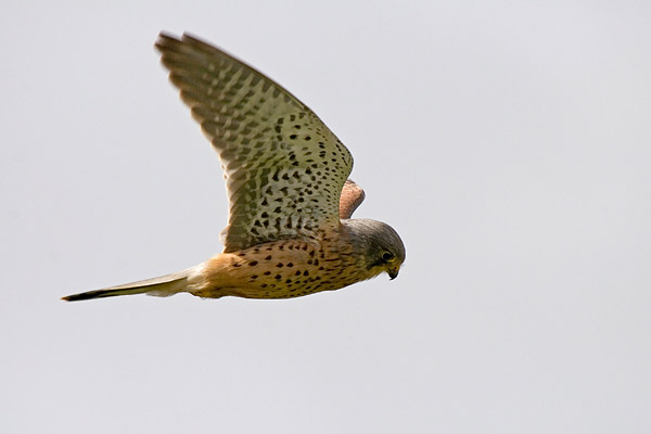 Biddend mannetje Torenvalk (Falco tinnunculus) 