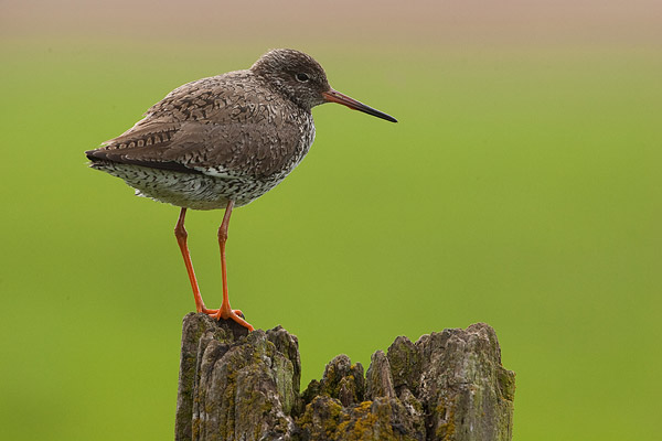 Tureluur (Tringa totanus) 