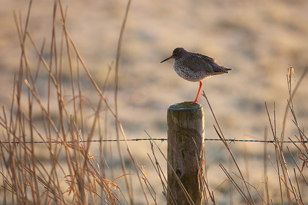 Tureluur met oplichtende rode pootjes