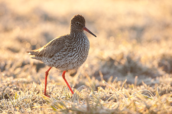 Tureluur (Tringa totanus) in berijpt veld