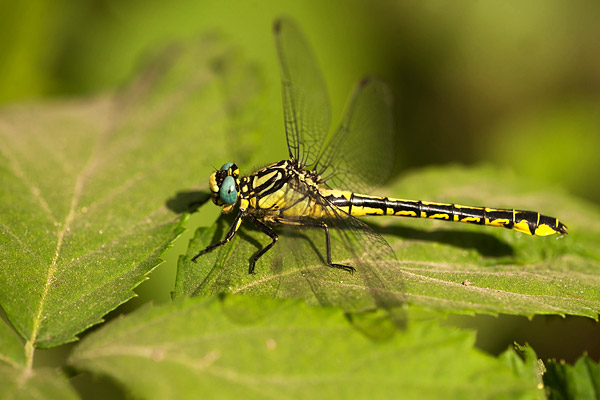 Turkse rombout (Gomphus schneiderii) 