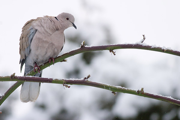 Turkse tortel (Streptopelia decaocto) 