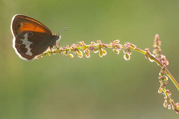 Tweekleurig hooibeestje (Coenonympha arcania) 