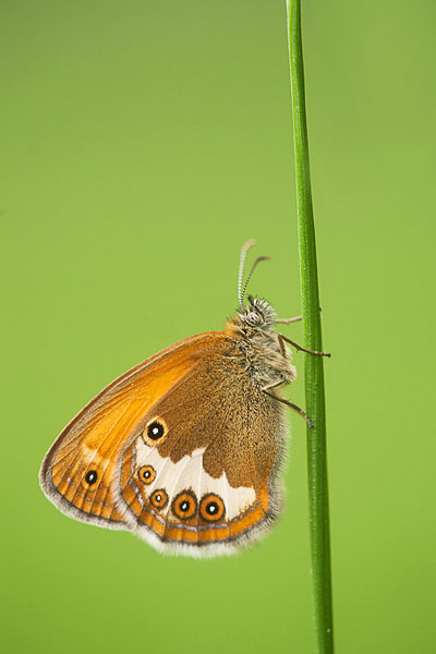 Tweekleurig hooibeestje (Coenonympha arcania) 