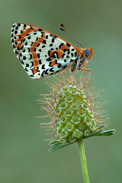 Tweekleurige parelmoervlinder (Melitaea didyma) 