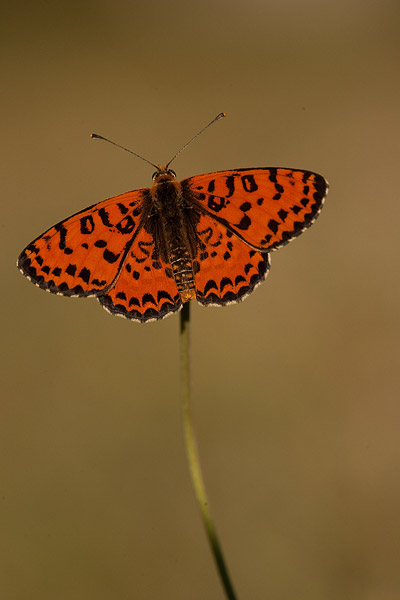 Tweekleurige parelmoervlinder (Melitaea didyma) 