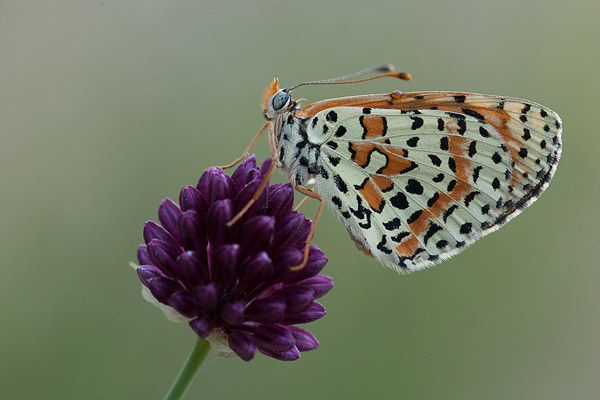 Tweekleurige parelmoervlinder (Melitaea didyma) 