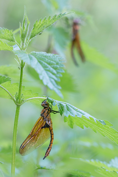 Twee uitsluipende tweevlekken (Epitheca bimaculata)