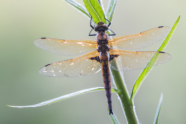 Mannetje tweevlek (Epitheca bimaculata) met gespreide vleugels