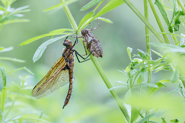 Pas uitgeslopen tweevlek (Epitheca bimaculata) bij zijn larvehuidje