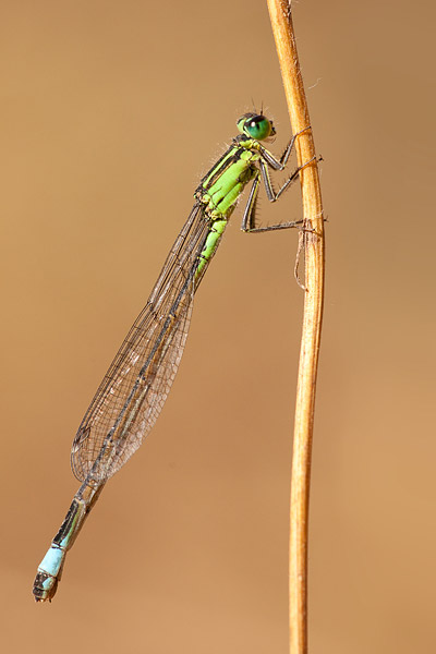 Tyrrheens lantaarntje (Ischnura genei) 