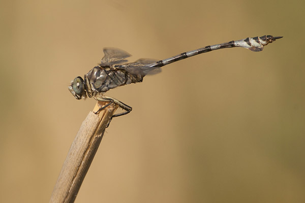 Vaandeldrager (Lindenia tetraphylla) man