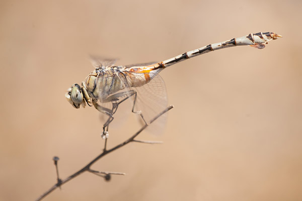 Vaandeldrager (Lindenia tetraphylla) vrouw