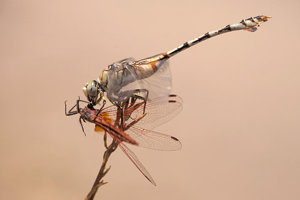 Vaandeldrager (Lindenia tetraphylla) met purperlibel als prooi