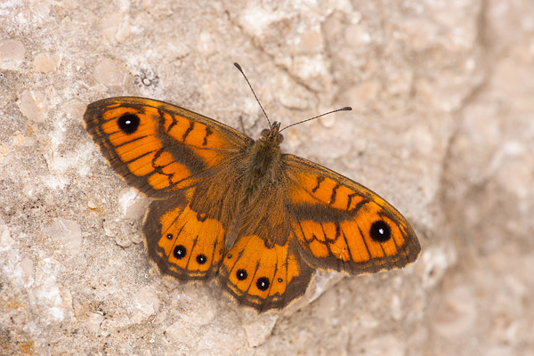 Vale argusvlinder (Lasiommata paramegaera) man