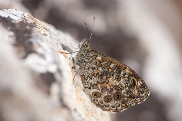 Vale argusvlinder (Lasiommata paramegaera) mannetje onderzeide