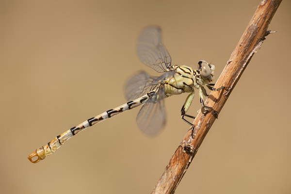 Vale tanglibel (Onychogomphus lefebvrii) 