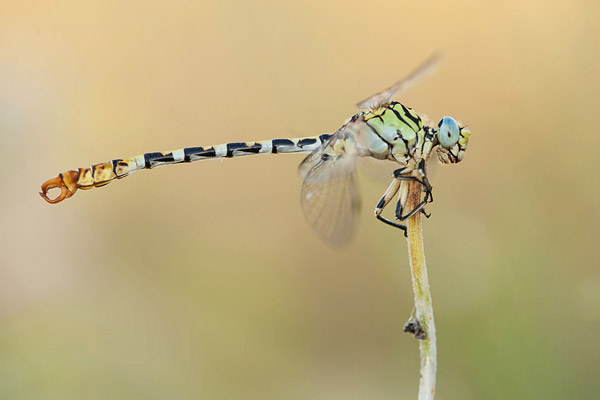 Vale tanglibel (Onychogomphus lefebvrii) 