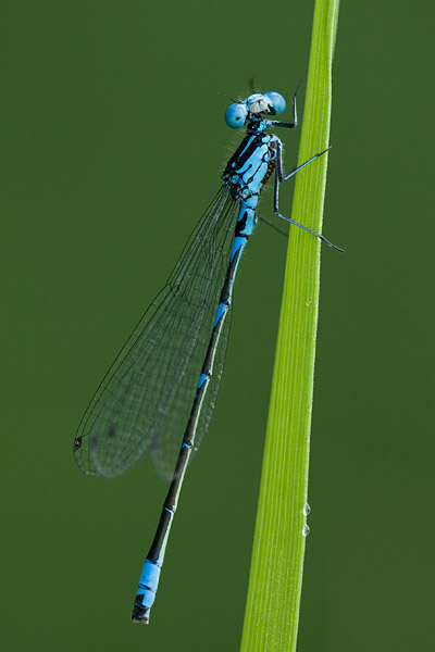 Variabele waterjuffer (Coenagrion pulchellum) 