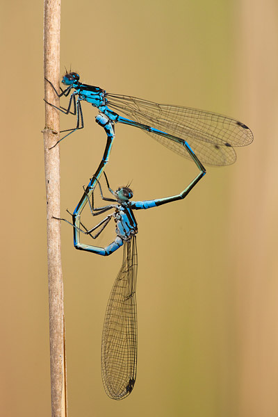 Vrouwtje Variabele waterjuffer (Coenagrion pulchellum) 