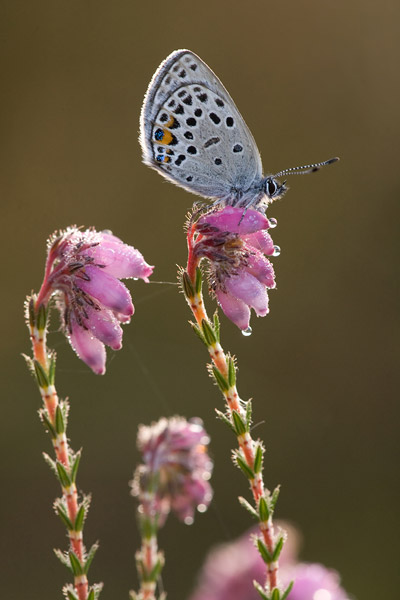 Veenbesblauwtje (Plebejus optilete).