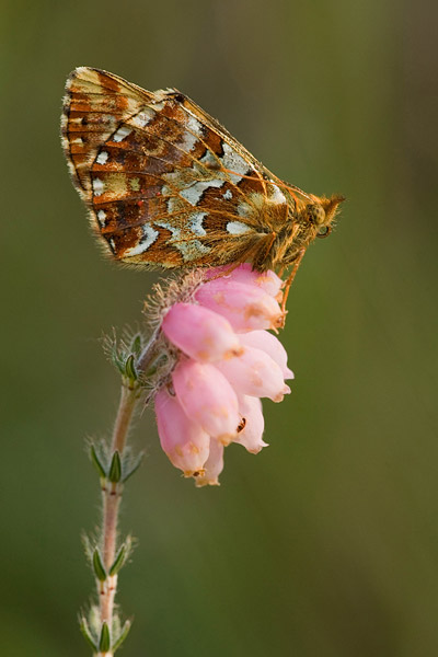 Veenbesparelmoervlinder (Boloria aquilonaris) 