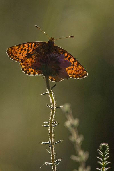 Veenbesparelmoervlinder (Boloria aquilonaris) 