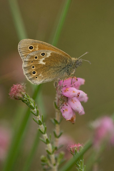 Veenhooibeestje (Coenonympha tullia) 