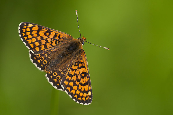 Veldparelmoervlinder (Melitaea cinxia) 