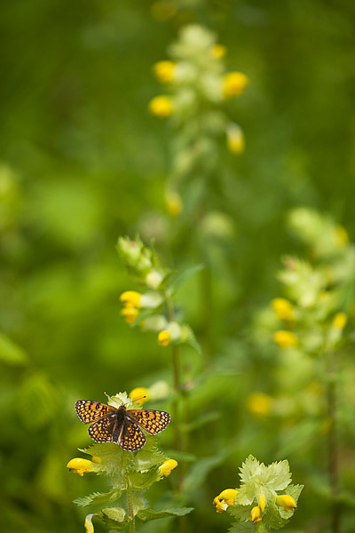 Veldparelmoervlinder (Melitaea cinxia) 