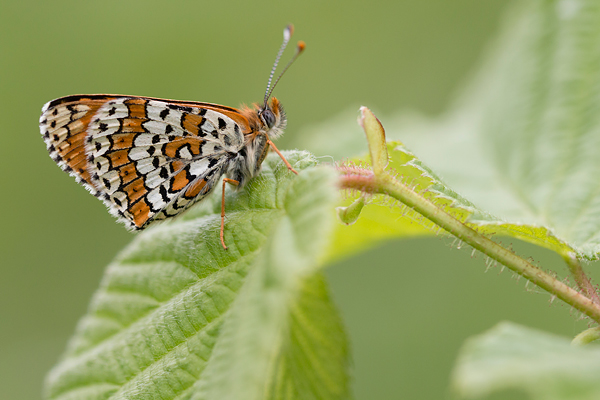 Veldparelmoervlinder (Melitaea cinxia) op een orchidee