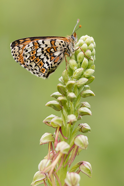 Veldparelmoervlinder (Melitaea cinxia) 