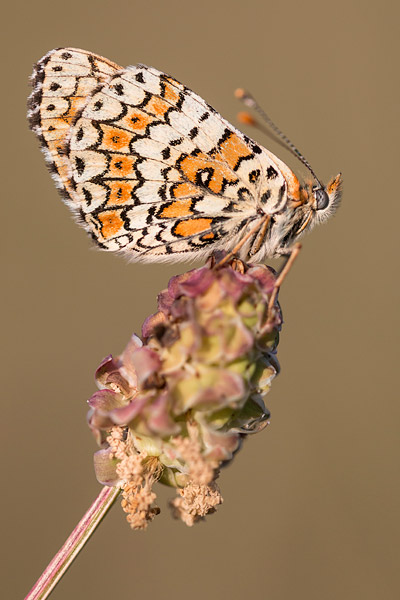 Veldparelmoervlinder (Melitaea cinxia) 