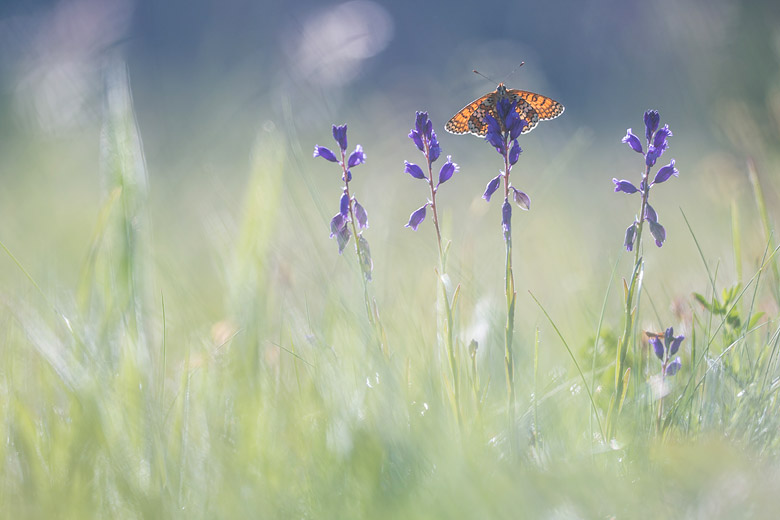 Veldparelmoervlinder (Melitaea cinxia) warmt op in het eerste zonlicht