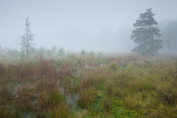 Scandinavisch ogende natuur in Drenthe met veenmos