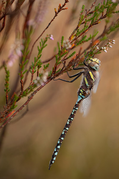 Venglazenmaker (Aeshna juncea) slapend in de heide