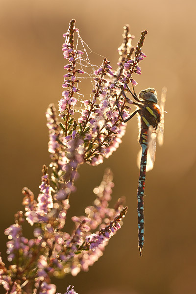 Mannetje Venglazenmaker (Aeshna juncea) in bloeiende heide