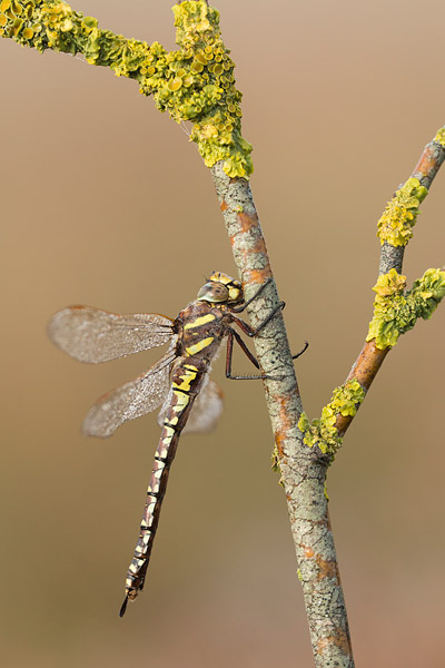 Vrouwtje Venglazenmaker (Aeshna juncea) 