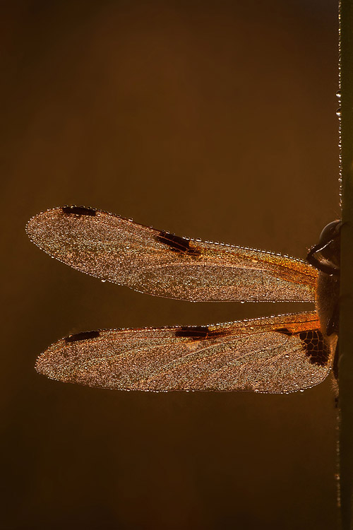 Viervlek (Libellula quadrimaculata) close-up