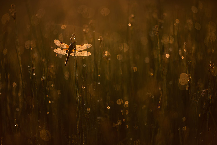 Viervlek onder de dauw (Libellula quadrimaculata)