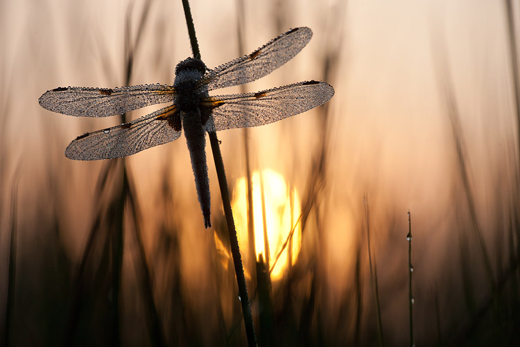 Bedauwde viervlek (Libellula quadrimaculata)