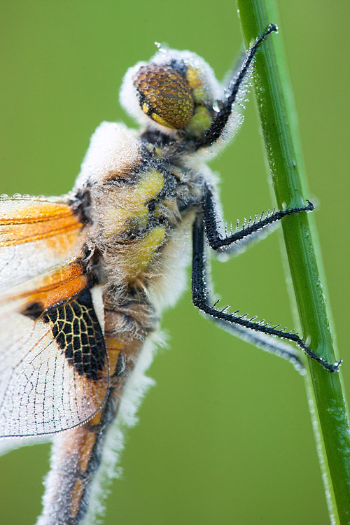 Viervlek (Libellula quadrimaculata) 